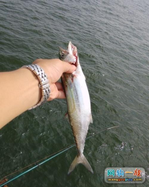 原来钓鲅鱼要是需要技术的