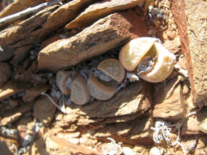 南非原产地的生石花照片 – 多肉联萌