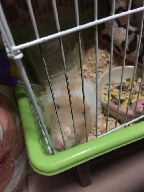 求助,金丝熊尿血了,怎么办!