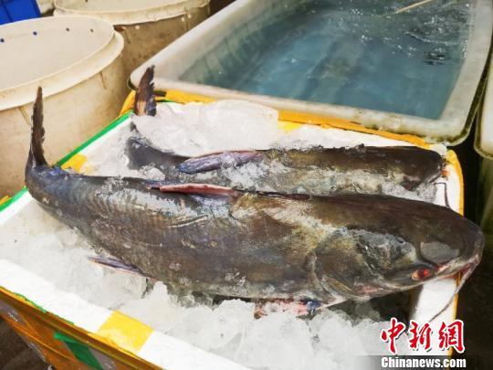 广东侨乡台山人爱焖赤鱼解乡愁