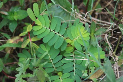 [转载]草药图片