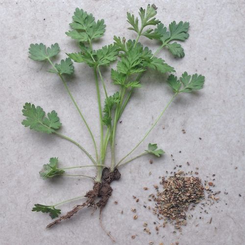 【龙飞种业】 蛇床子种子/中药材种子/野胡萝卜籽/蛇床子籽/包回收