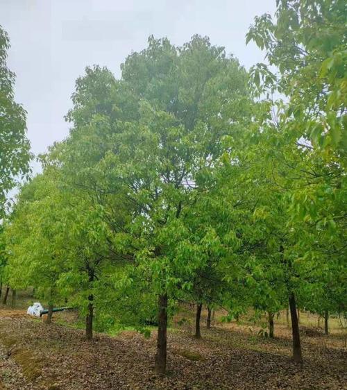 香樟18公分,20公分,22公分香樟树价格多少一棵