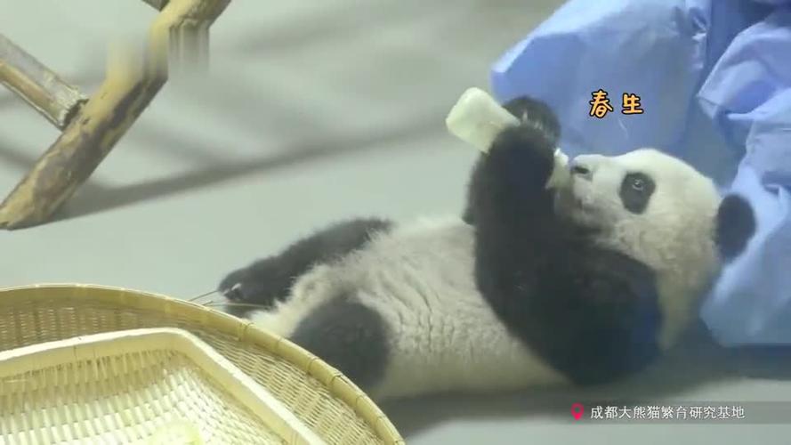 熊猫:奶妈大战春生,蛋烘糕,热干面三巨头