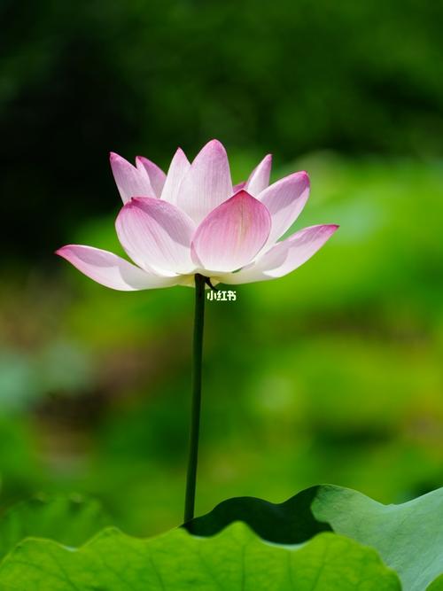 优雅恬静的荷花,美美哒_荷花_家居家装_家居装饰