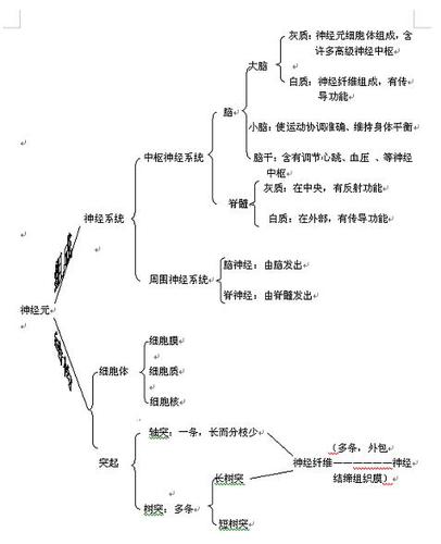 神经系统的组成