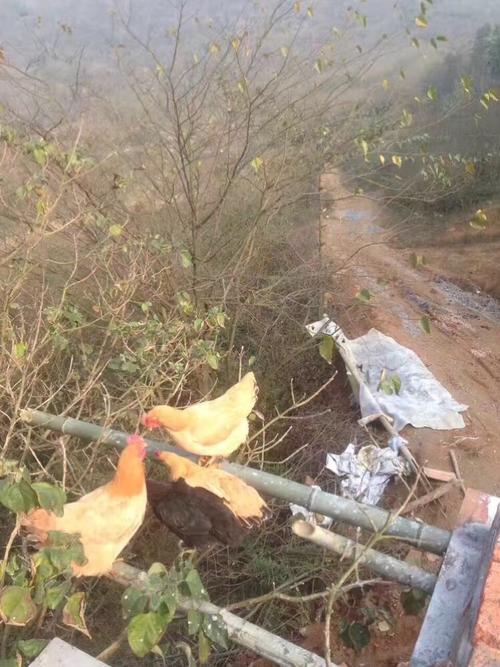 郴州市坳上茶山板生态养殖基地
