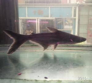 木子水族 蓝鲨淡水鱼观赏鱼水族宠物活体观赏鱼活体鲨鱼入门鲨鱼