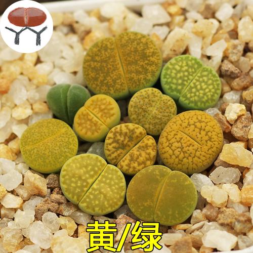 生石花绿色绿帝玉绿紫勋紫熏c35绿福来c56黄巴里c111石头屁股