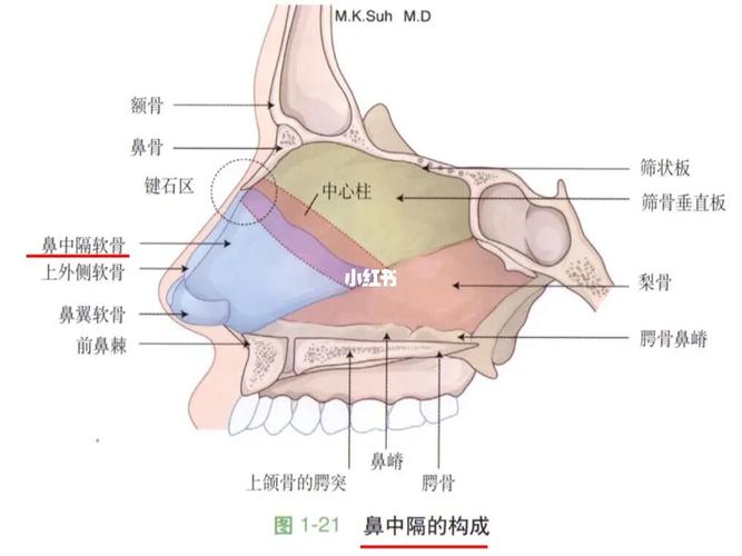 鼻中隔和鼻中隔软骨的区别_苏州美莱美容医院自由行热门攻略_鼻综合