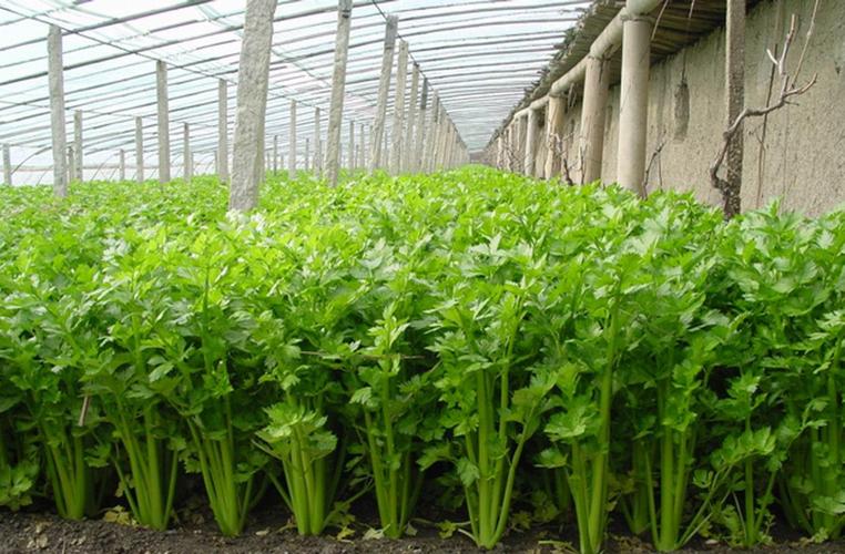 众合农业蔬菜知名的蔬菜厂家蔬菜批发