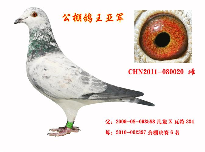 龙翔轩鸽舍