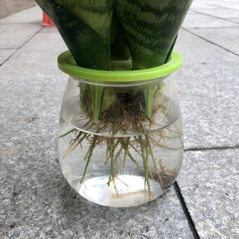 虎皮兰可以水培吗如果可以有哪些水培方法和技巧