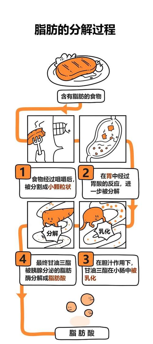 吃肥肉还能减脂?科学解读脂肪代谢过程