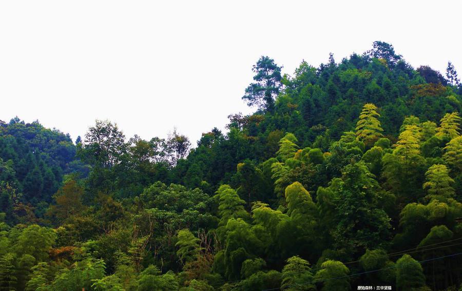 静寂的原始森林,九万大山中