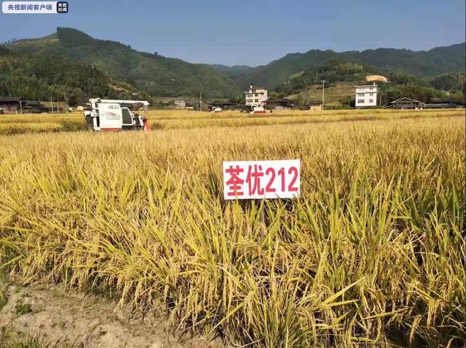此次"荃优212"被确认为超级稻杂交稻新品种,是院水稻所继"特优航