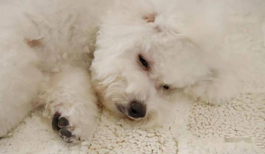 比熊犬的寿命一般有多长有这5个特征的它已经是老年狗了