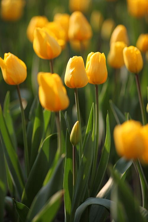 郁金香花