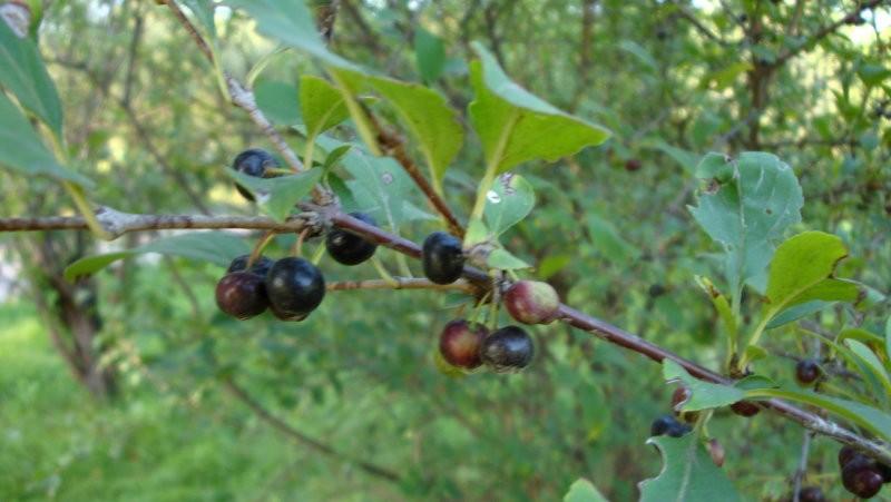 日月峡中草药:鼠李