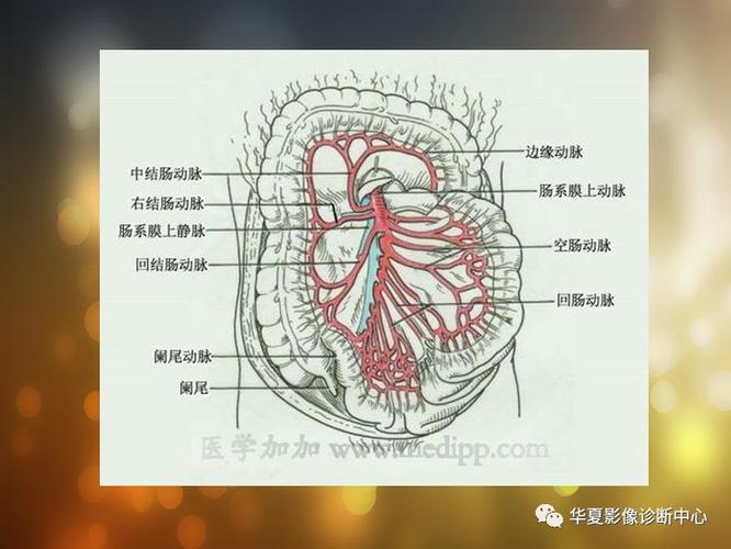 cta必备腹部血管解剖