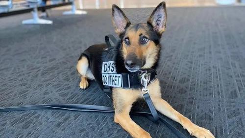 不合格的小警犬被警方淘汰开放领养时被网友抢疯