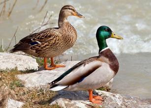 怎么区分公鸭母鸭  手机淘宝好吗 |2016-01-05 23:55 评论 12 12 野