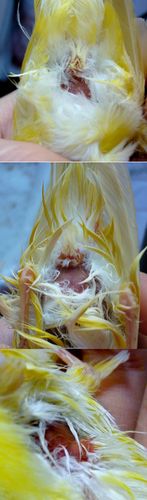 鉴别以下芙蓉鸟的性别(有照片)