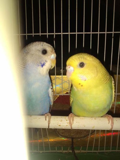 牡丹鹦鹉怎么分公母