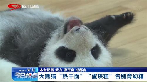 大熊猫"热干面""蛋烘糕"告别育幼箱
