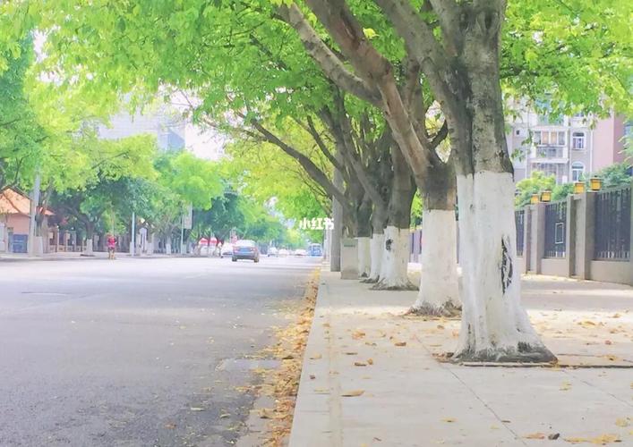 江苏的梧桐道,南师大附中ab班制,真的有三号路,有白马弄堂,有梧桐树