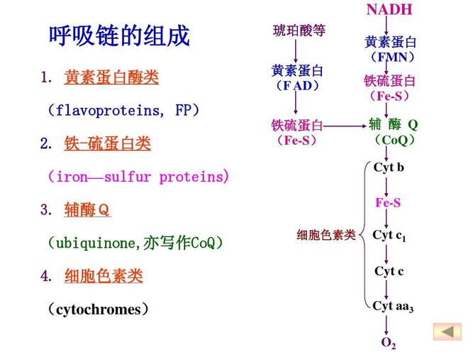 电子传递与氧化磷酸化ppt