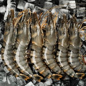 黑虎虾虎虾超大800g马来西亚虾鲜活冷冻特大海鲜斑节虾九节虾年货