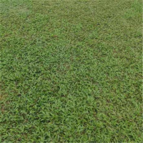 东莞供应大叶油草公园大叶油草皮草坪厂家批发绿茵园