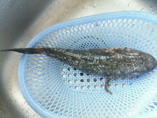 广式蒸笋壳鱼