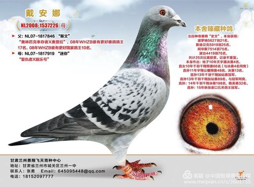 气:1376次鸽友通:详细介绍出 自神奇赛将""史文"本身成绩  布卢21