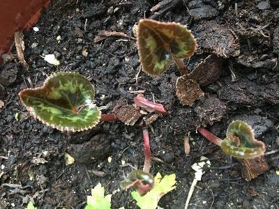 仙客来叶子扦插方法