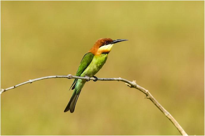 栗头蜂虎_谷哥的光影_新浪博客