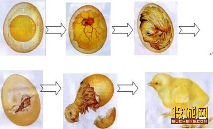 六翅鸡的媒体见证