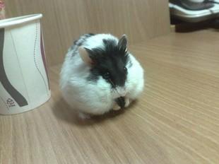 奶牛仓鼠 一线奶牛 宠物仓鼠 仓鼠活体 仓鼠宝宝 包活包质量包邮