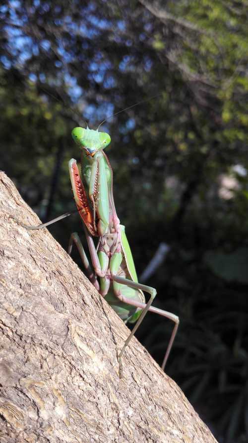 世界最强螳螂排行榜(2019)