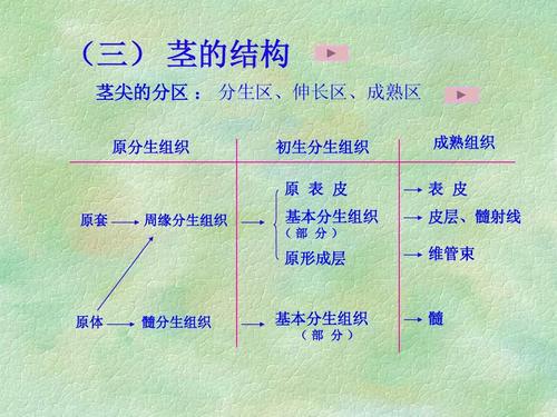 无忧文档 所有分类 高等教育 工学 植物体的形态结构和发育ppt  (三)