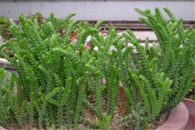 若你像我一样绿——若绿