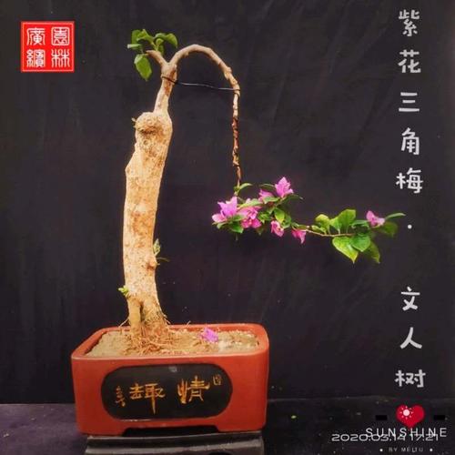 缤纷园林新款紫花三角梅文人树盆景造型老桩簕杜鹃九重葛盆栽包邮