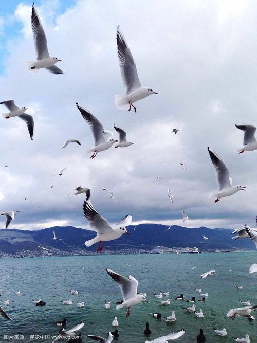 朝霞和海鸥