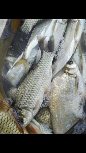 鲁班 鲁班 鲁班 重要的事说三遍鱼货不错