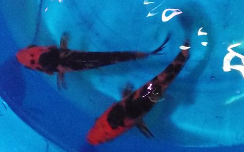 纯种日本 虎皮 活体锦鲤鱼苗 观赏鱼 冷水鱼 店新开69包邮 鱼饲料