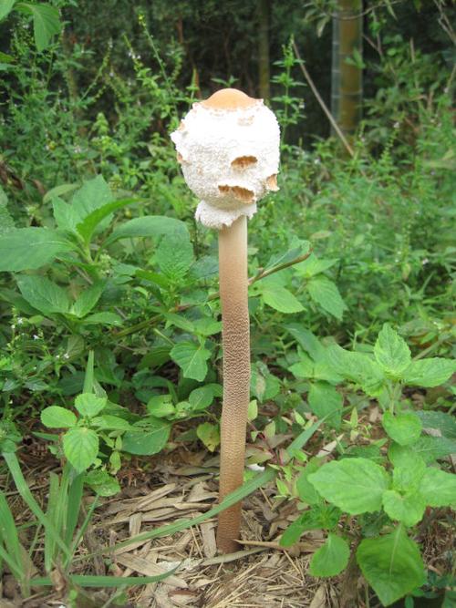 蛇头菇