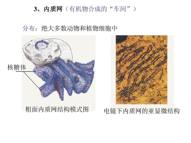 车间") 分布:绝大多数动物和植物细胞中 核糖体 粗面内质网结构模式图