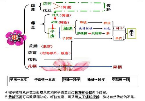 2016年中考生物复习提纲:传粉和受精过程
