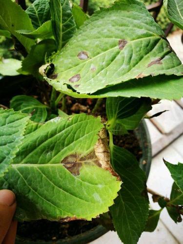 绣球花叶子发黄卷曲,不停掉花苞?它生了这种病,赶紧